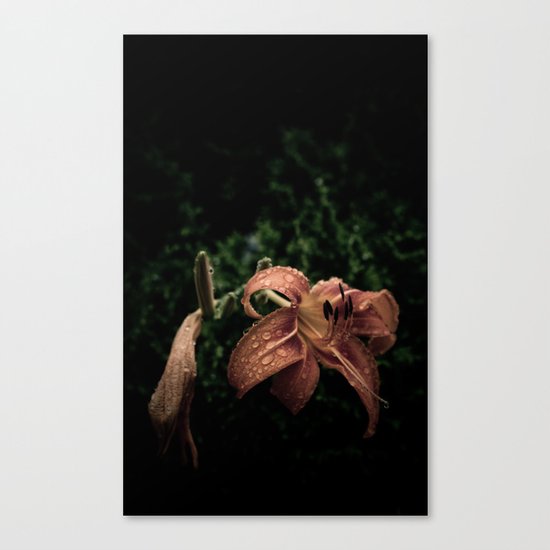 Wilted Lily Canvas Print