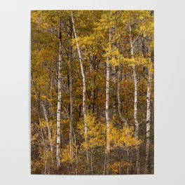 Autumn Birch  Poster
