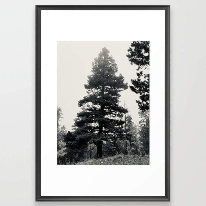 Foggy Pine Framed Art Print