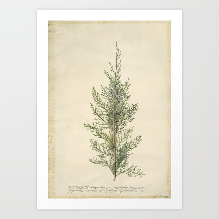 Botanical Juniper Art Print