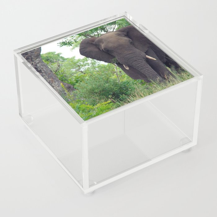 South Africa Photography - Elephant Walking Through The Forest Acrylic Box