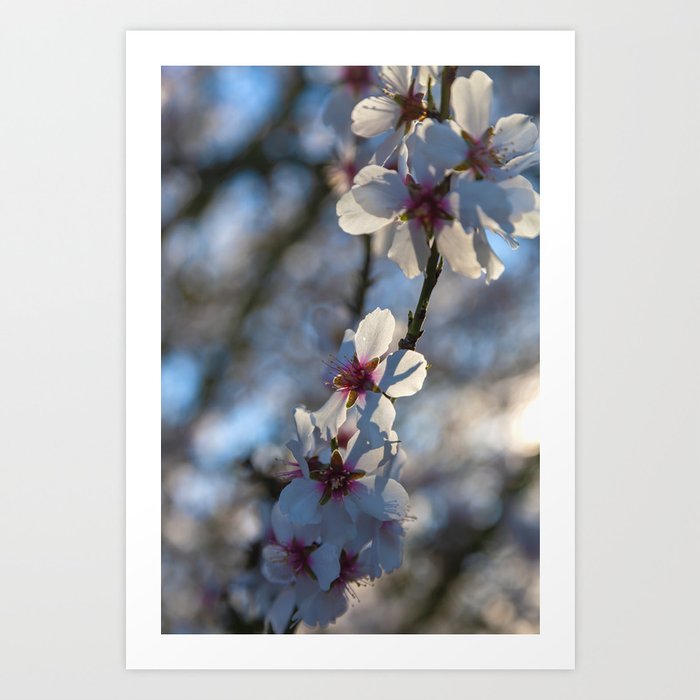 Almond Blossoms II Art Print