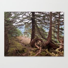 The roots Canvas Print