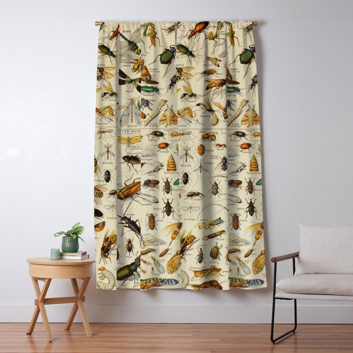 Insects Vintage Scientific Illustration French Language
