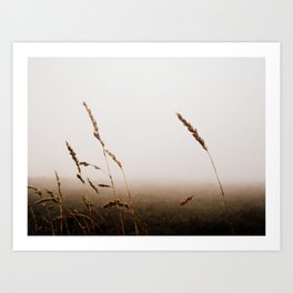 Grasses in the Mist Art Print