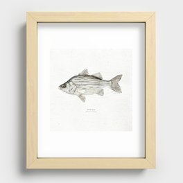 White bass scientific illustration art print Recessed Framed Print