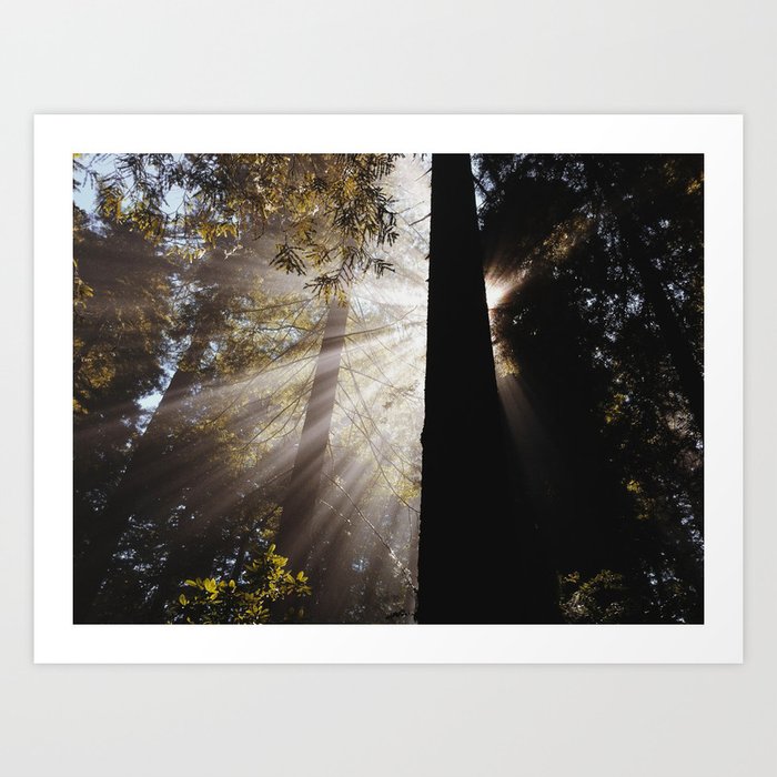 The Light In The Redwood Forest Art Print