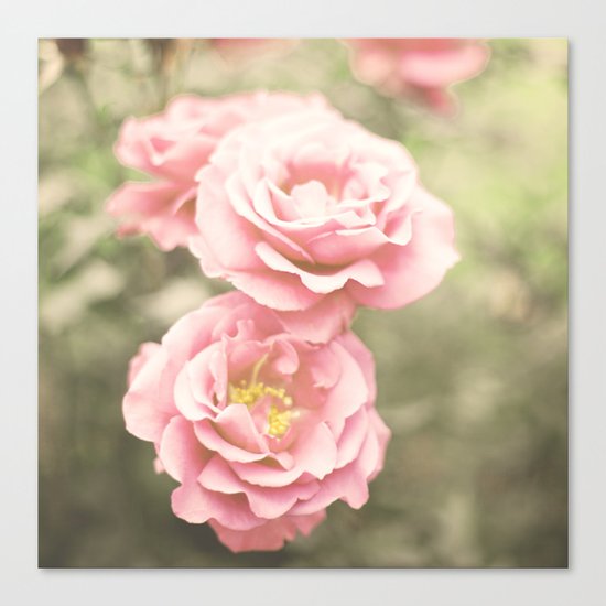 Haze Roses (Retro and Vintage Flower Photography) Canvas Print