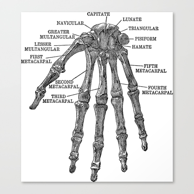 Bones Of The Human Hand Anatomy Skeleton Canvas Print By