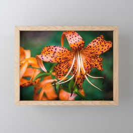 TIGER LILY FLOWERS Framed Mini Art Print