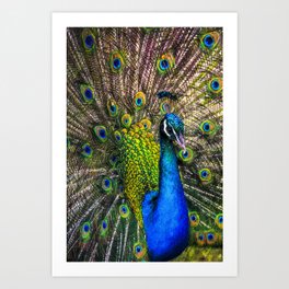 A Peacock for Mom Art Print
