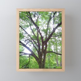 Japanese tree Framed Mini Art Print