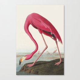 American Flamingo-Audubon Birds of America Canvas Print