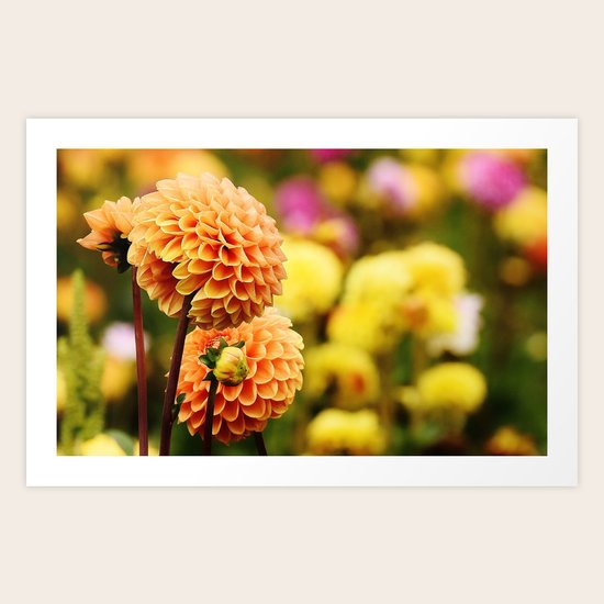 dahlias Art Print