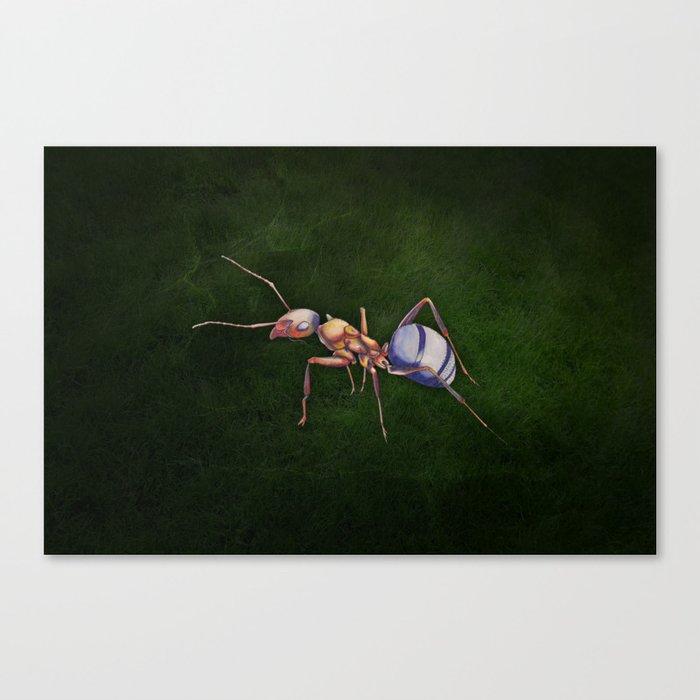 Formica (Wood Ant) Canvas Print