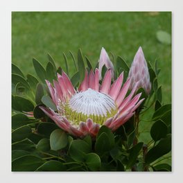 South Africa Photography - Beautiful Protea Plant Canvas Print