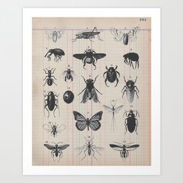 Vintage Insect Study on antique 1800's Ledger paper print Art Print