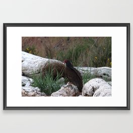 Vultures Framed Art Print