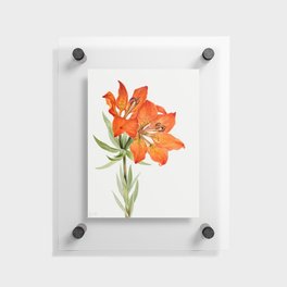 Red Lily (Lilium montanum) (1923) by Mary Vaux Walcott Floating Acrylic Print