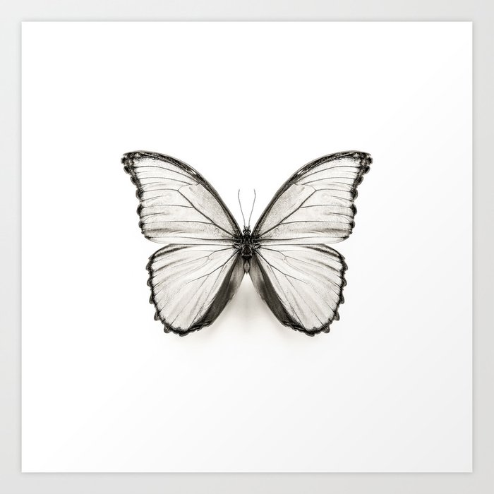 Mono Morpho Butterfly Art Print by Alyson Fennell Photography | Society6