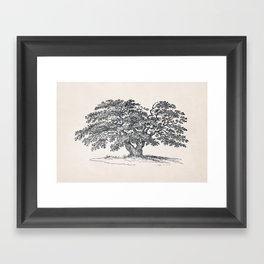 Wide Oak Tree Sketch Framed Art Print