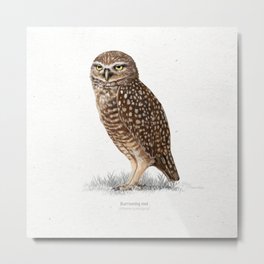 Burrowing owl scientific illustration art print Metal Print