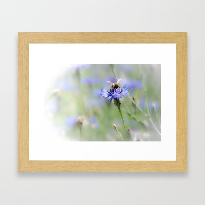 Cornflower & Bee Framed Art Print
