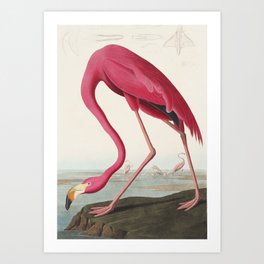 American Flamingo - John James Audubon Art Print