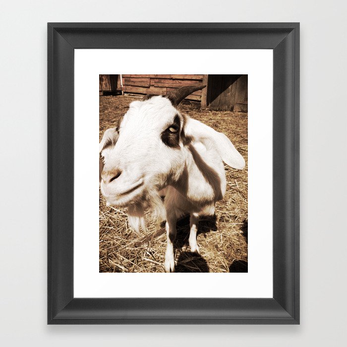 Close Up Goat Framed Art Print