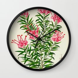 Grevillea Rosea Vintage Botanical Floral Flower Plant Scientific Illustration Wall Clock