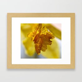 Daffodil  Framed Art Print