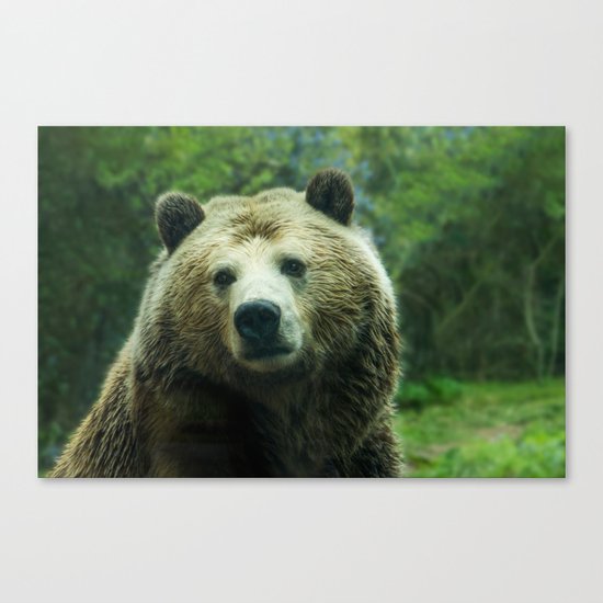 bear Canvas Print