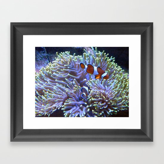 Australian Clownfish Framed Art Print