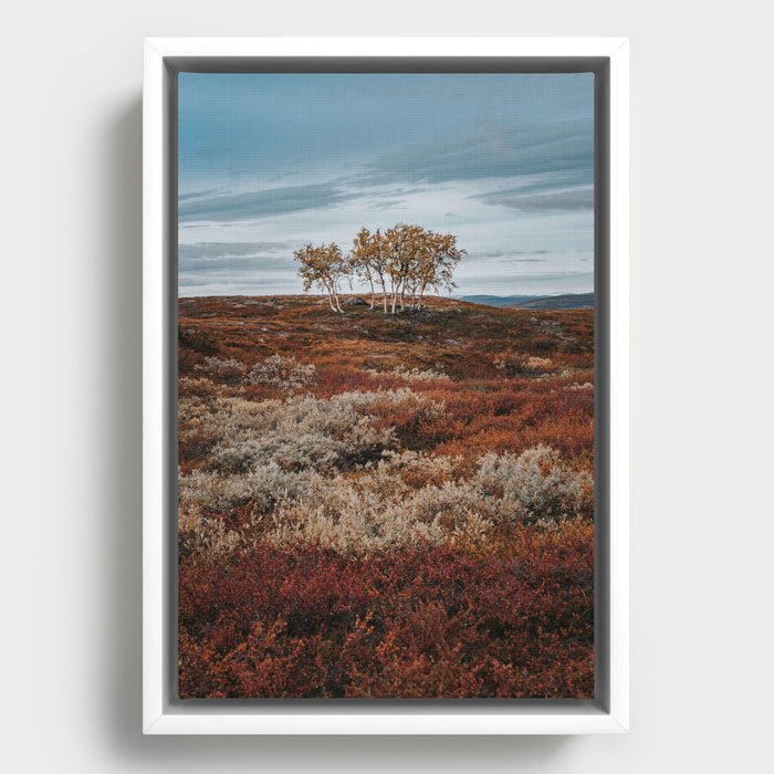 Autumn Birch Tree - Landscape and Nature Photography Framed Canvas