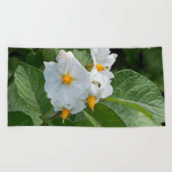Potato Plant Flowers Beach Towel