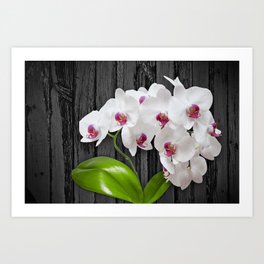 White Orchids On Wood Bark Art Print