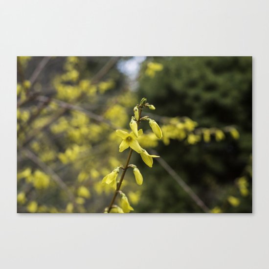 Forsythia Canvas Print