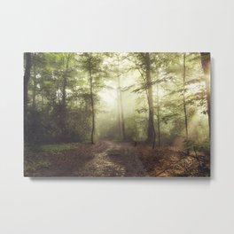 german rain forest Metal Print | Mystical, Nature, Rain, Sunrays, Landscape, Backlight, Sunrise, Path, Trees, Photo 