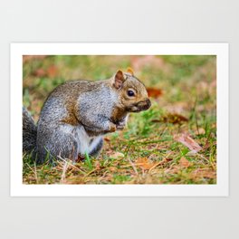 Cute Autumn Squirrel, Prepares for Winter Photograph Art Print