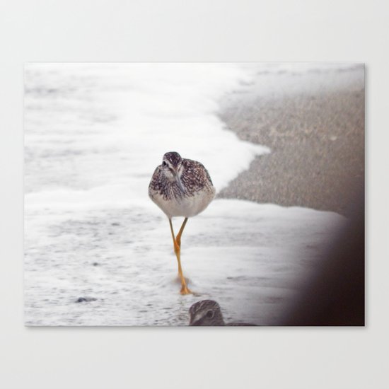Greater Yellowlegs Couple Stalk the Cameraman Canvas Print