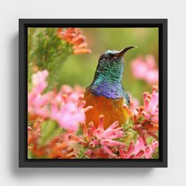 South Africa Photography - Colorful Bird Among  Colorful Flowers Framed Canvas