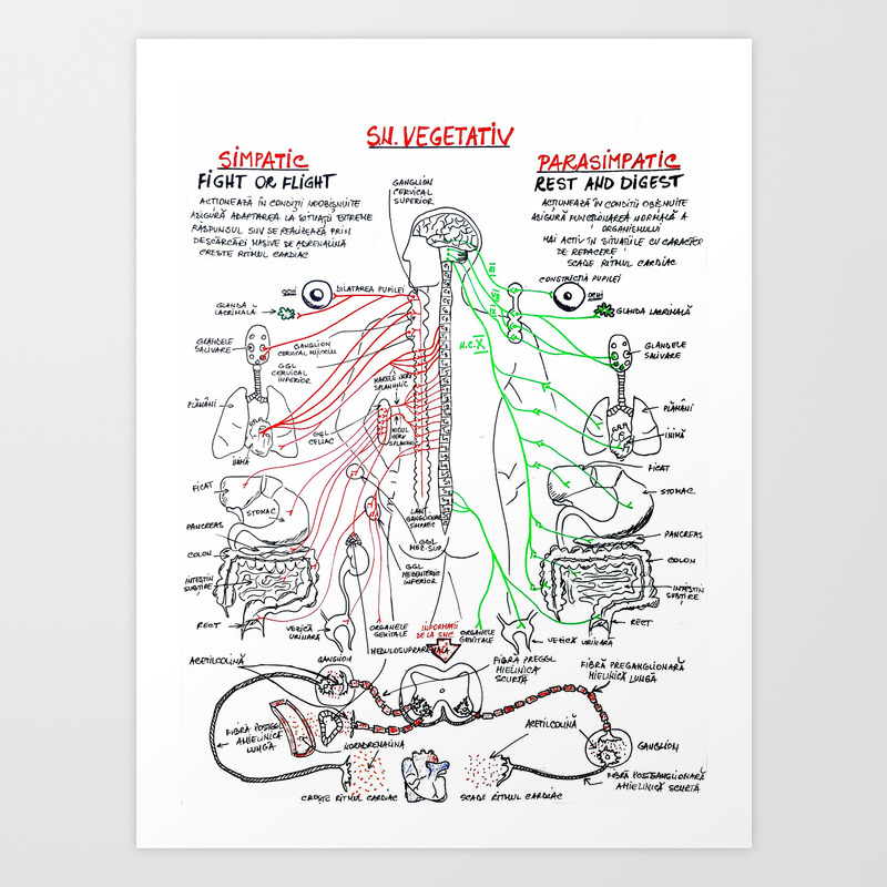 Sistemul Nervos Vegetativ Art Print By Med101 Society6