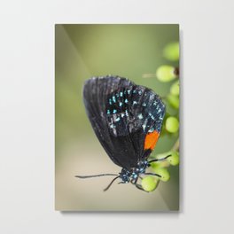 Eumaeus Atala Butterfly Metal Print | Atala, Photo, Digital, Eumaeusatala, Butterfly, Beautiful, Bug, Colorful, Insect, Nature 