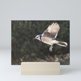 Blue Jay Mini Art Print