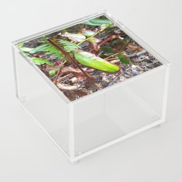Leatherwood Leaf Acrylic Box