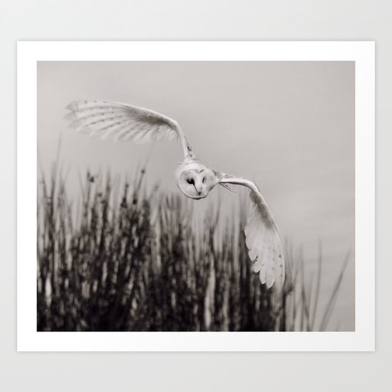 Night Owl Art Print