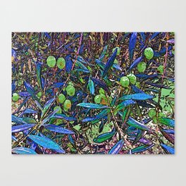 Olive Branches Full of Olives Closeup Mediterranean Tree Canvas Print