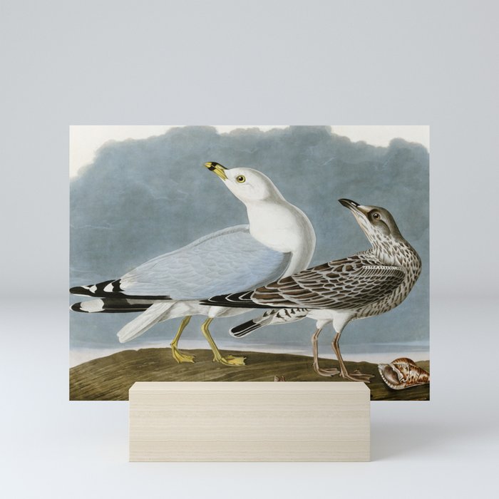 Vintage Seagull Illustration - Audubon Mini Art Print