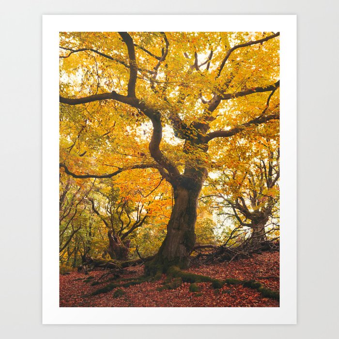 Autumn Love // Fall Vibes Vintage Warm Fairytale Forest With Magic Wonderland Trees Art Print