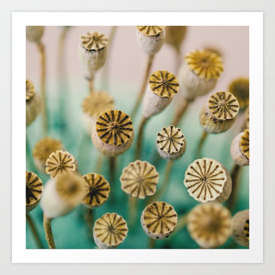 Poppy Pods Art Print